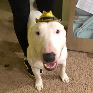 Meet your Posher, Alex